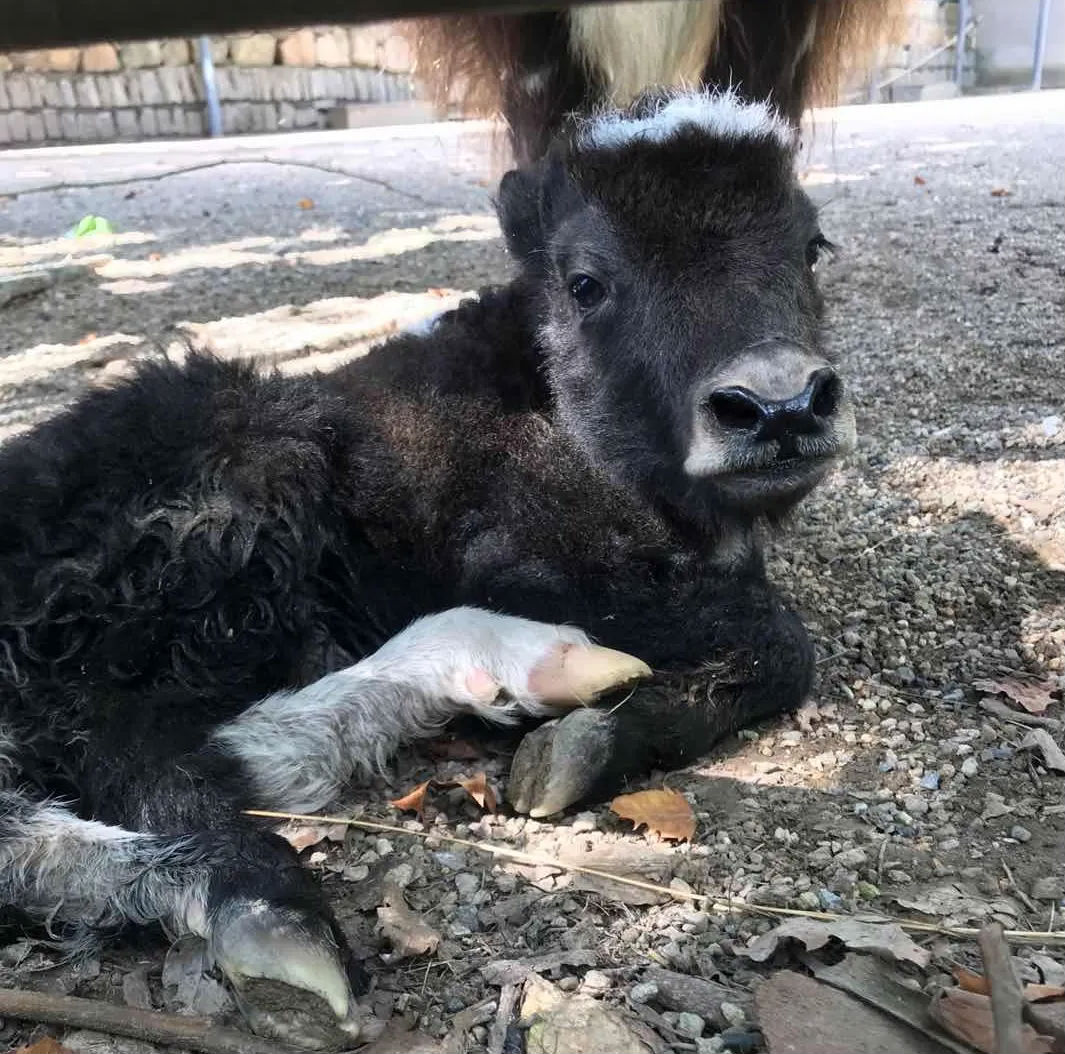 百草原动物园牦牛顺利产下一只幼崽